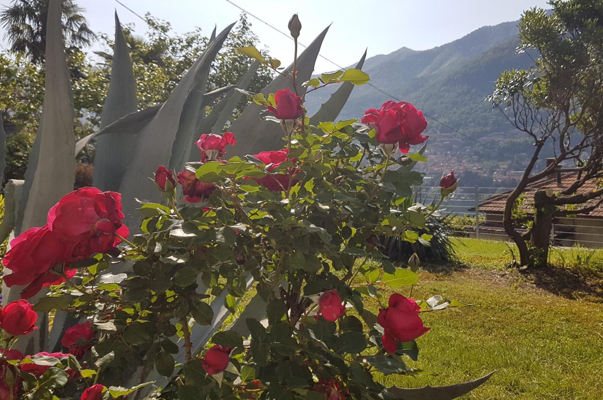 莫尔特拉西奥Flora公寓 外观 照片